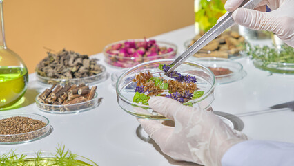 Sorting dried herbal ingredients on white background, surrounded by bottles of essential oil and green extracts. Experimental research with herbs