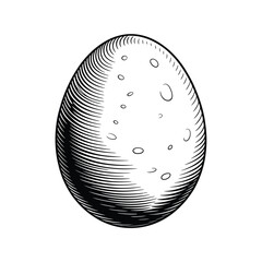 Engraved Potato Illustration Vintage Style Vegetable Drawing with Black and White Lines