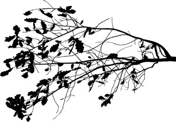 Vector illustration of natural oak branch