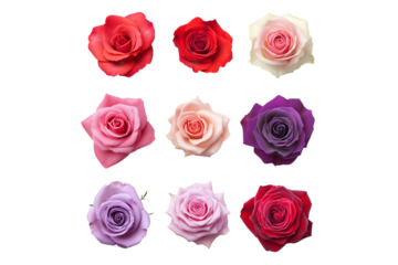colorful roses collection isolated on transparent background