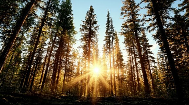 Sunlight filtering through tall trees in a forest. Sunlight beams through a dense coniferous forest canopy at sunset