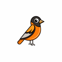 robin isolated on white background