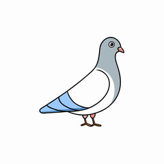 white pigeon isolated on white background