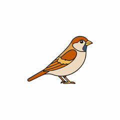 robin isolated on white background