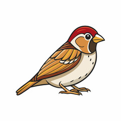 robin isolated on white background