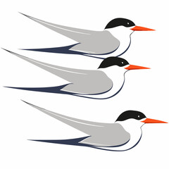 vector illustration of a bird