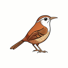 robin isolated on white background