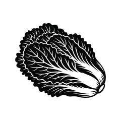 Elegant Black and White Napa Cabbage Illustration Isolated on White Background