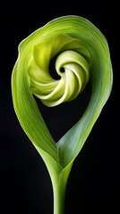 Spiral leaf, nature, close-up, dark background, botanical art