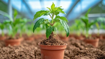 Young cannabis plant in a terracotta pot, amongst others, in a greenhouse setting