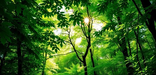 Naklejka premium Lush green forest, vibrant foliage, sunlight dappling through leaves, environment, botanical