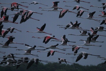 Migrant flemingoes in Mannar Saltans, Sri Lanka 