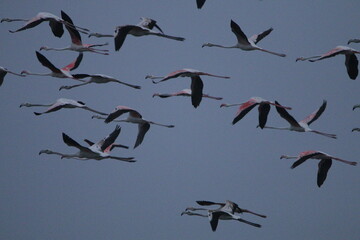Migrant flemingoes in Mannar Saltans, Sri Lanka 