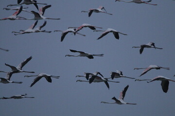 Migrant flemingoes in Mannar Saltans, Sri Lanka 