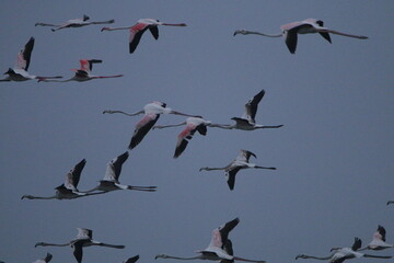 Migrant flemingoes in Mannar Saltans, Sri Lanka 