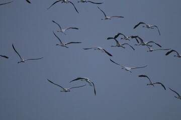 Migrant flemingoes in Mannar Saltans, Sri Lanka 