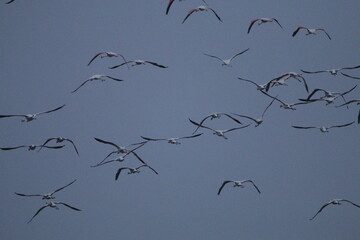 Migrant flemingoes in Mannar Saltans, Sri Lanka 