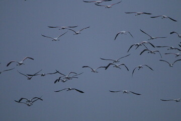 Migrant flemingoes in Mannar Saltans, Sri Lanka 