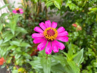 Obraz premium Close up view of Zinnia Elegance flower in the morning