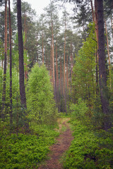 Obraz premium las,leśna ścieżka,wiosna 