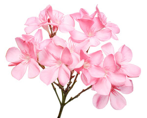 Nerium oleander, Pink oleander flowers isolated on white background with clipping path 