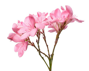 Nerium oleander, Pink oleander flowers isolated on white background with clipping path 