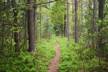 las,leśna ścieżka,wiosna  © Marcin Łazarczyk