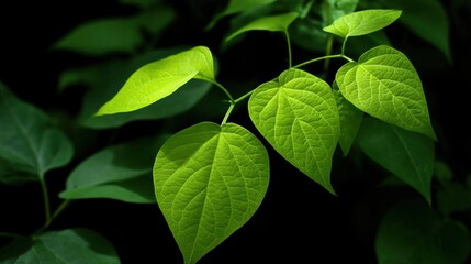 Fresh Green Leaves Glowing Under Soft Natural Light with Dark Background Creating a Serene and Peaceful Atmosphere for Nature Lovers and Plant Enthusiasts