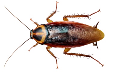 Cockroach close up macro insect detail