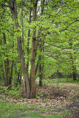 las,wiosna  © Marcin Łazarczyk