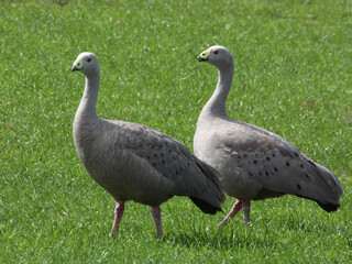 Cape Barren Goose (Cereopsis novaehollandiae) in Australia