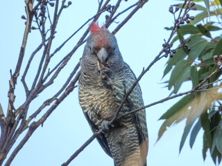 Gang-Gang Cockatoo (Callocephalon fimbriatum) in Australia
