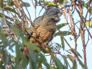 Gang-Gang Cockatoo (Callocephalon fimbriatum) in Australia