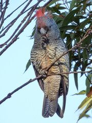 Gang-Gang Cockatoo (Callocephalon fimbriatum) in Australia