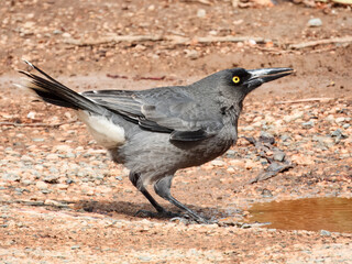 Grey Currawong (Strepera versicolor) in Australia