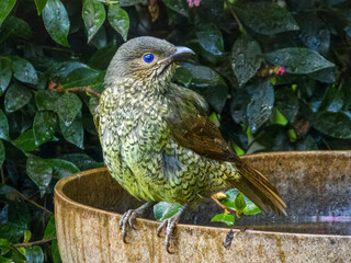 Satin Bower Bird (Ptilonorhynchus violaceus) in Australia
