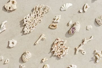 Sea shells, corals, sea stones with sun shadow at sunlight, nature photo of different white shell...