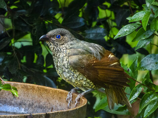 Satin Bower Bird (Ptilonorhynchus violaceus) in Australia