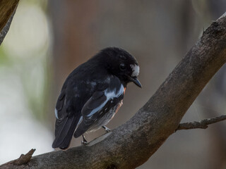 Male Scarlet Robin (Petroica boodang) in Australia