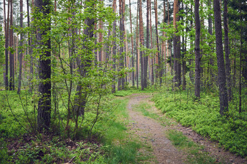 las,leśna droga,wiosna 