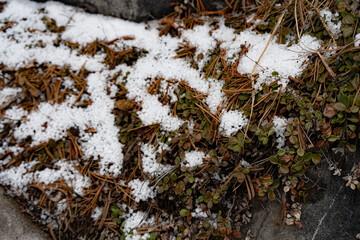 Close-up of snow pellets on the forest floor with dry pine needles and green leaves.