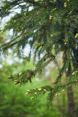 Świerk, Picea A. Dietr © Marcin Łazarczyk