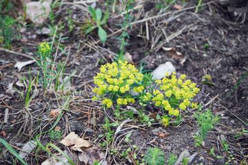 Wilczomlecz lancetowaty, Euphorbia esula L. © Marcin Łazarczyk