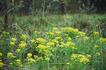 Wilczomlecz lancetowaty, Euphorbia esula L. © Marcin Łazarczyk