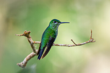 Fototapeta premium Heliodoxa jacula, The green-crowned brilliant., known as green-fronted brilliant