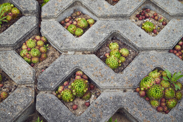 Rojnik, Sempervivum