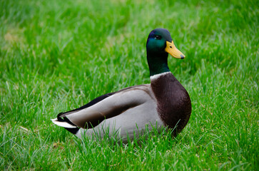The male mallard duck (Anas platyrhynchos) is an elegant aquatic bird with vibrant plumage. It...