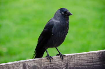 The western jackdaw ( Coloeus monedula ), also known as the Eurasian jackdaw , European jackdaw or simply jackdaw , is a passerine bird in the crow family