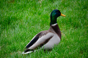 The male mallard duck (Anas platyrhynchos) is an elegant aquatic bird with vibrant plumage. It lives in rivers and lakes, and stands out for its adaptation and agile flight.