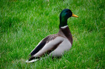 The male mallard duck (Anas platyrhynchos) is an elegant aquatic bird with vibrant plumage. It lives in rivers and lakes, and stands out for its adaptation and agile flight.